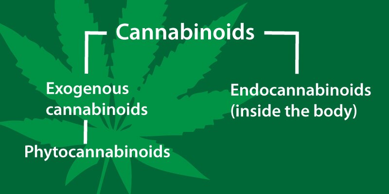 overview of cannabinoids